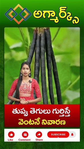 తుప్పు తెగులు గుర్తిస్తే వెంటనే ఇలా చేయండి | Rust Disease Symptoms & Prevention | Agmarks