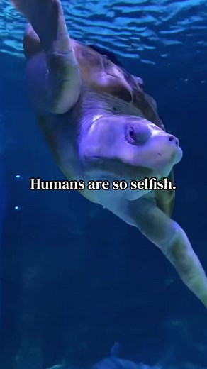 Understanding Human-Animal Relationships and Awareness