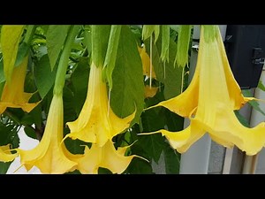Angel's Trumpet Cutting Propagation Method
