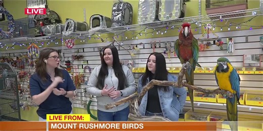 Mount Rushmore Birds to educate before bringing a pet home