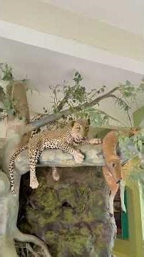 Building Wooden Log Cabin in Forest 🌲🔥 | Survival House Step by Step"🎉