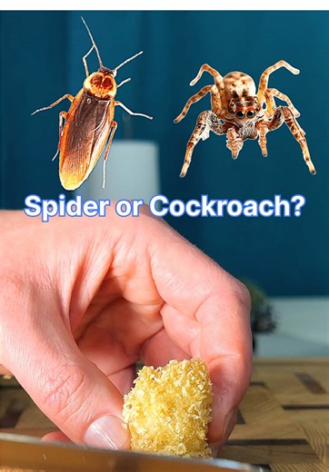 Cockroach vs. Spider: The Ultimate Food Guessing Game