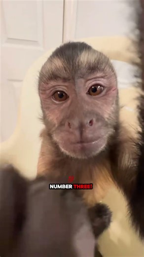 👉 “Animals + bad luck = pure comedy 🤣”#Shorts #FunnyAnimals #Viral