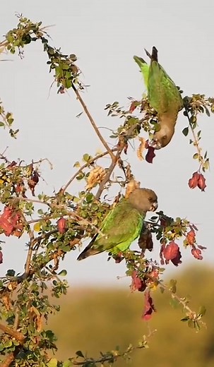 Brown-headed Parrot Poicephalus cryptoxanthus Limpopo, South Africa 🇿🇦 | North Africa Parrot Services