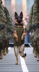 Training Taken to. | German shepherds