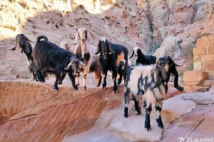 ▷ Cabra » Características, Alimentación, Hábitat, Reproducción, Depredadores