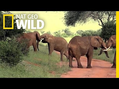 Elephants Lock Tusks In Brawl | Nat Geo Wild