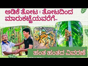 "Betel Nuts : The Incredible Journey from Tree to Trade"