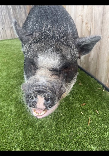 Happy national pig day!!! 3/1/2026 #pig #piggy #fyp #animal #life