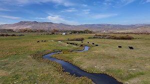 1K views · 30 reactions | Committed to sustainable practices, the Dowtons implement a rest-rotation grazing system, allowing their pastures to fully recover before bringing the cows back to graze.  #beefitswhatsfordinner #agproud #raisedrighthere #ranchers #sustainability | Idaho Beef Council | Facebook
