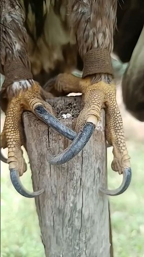 Eagle Talons vs Other Predators 🦅💥
