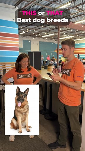 5.1K views · 160 reactions | Which dog breeds are your favorite  #dogbreeds #embracepetinsurance | Embrace Pet Insurance | Facebook