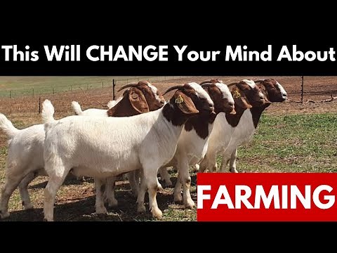 I Visited Zimbabwe’s TOP Boer Goat Farmer—You Won’t Believe This!