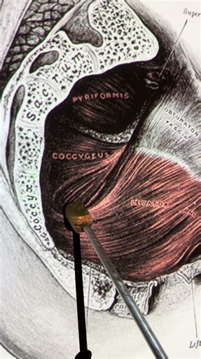 Coccygeus #kinesiology #anatomy #anatomystudy #biomechanics #anatomyshorts #studywithme