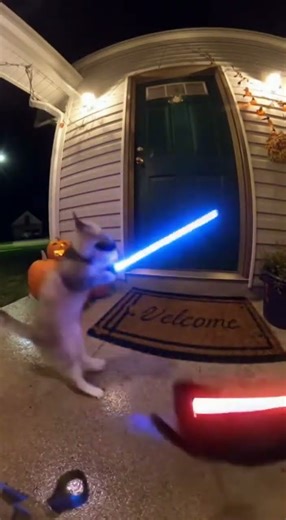 Two Cats Engage in Epic Red vs. Blue Lightsaber Battle! #Catsaber #LightsaberDuel #StarWarsCats
