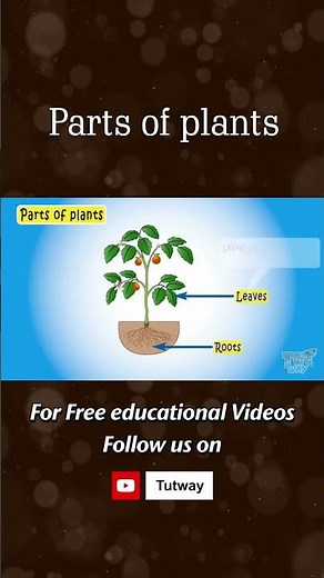 Plants | Parts of plants