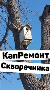 Birdhouse repair. The starlings have arrived.