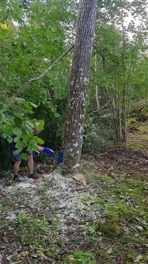 Felling a tree with hydraulic 5Ton bottle jack in right direction