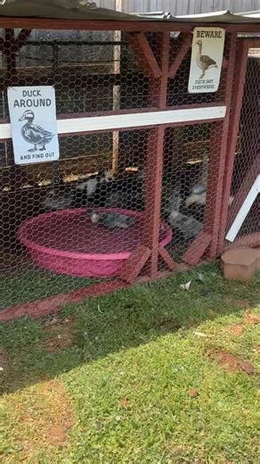 bros duck pen build tour #animals #farming #shorts #short #reels #trending #trend #fyp #funny #fypシ