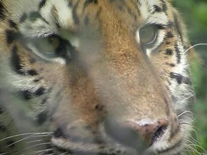 Police shoot, kill tiger on loose in Georgia neighborhood