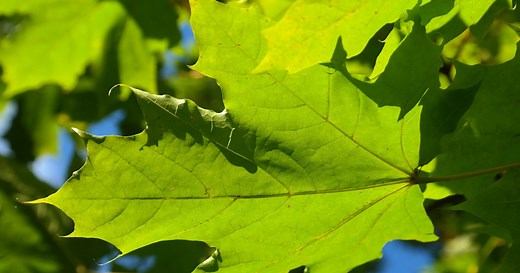 Silver Maple: Nuisance Tree or Landscaper's Dream?