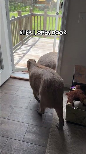 How to get a capybara out of your house