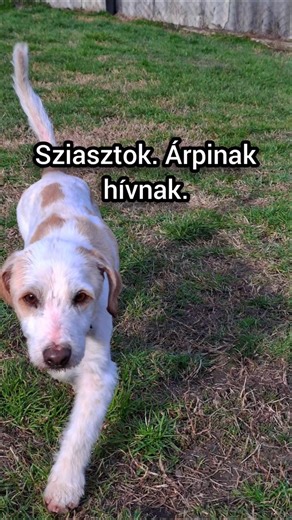 Árpi készen áll a gazdis életre ❤️ #Árpi #Ebárvaház