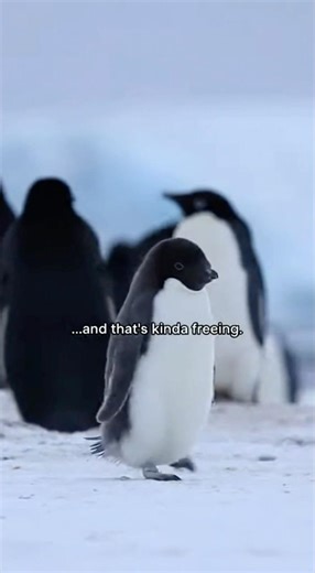 When You Realize Nothing Matters 😅 | Nihilist Penguin #shorts #soulfulstrings07