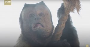 【動画あり】どう見ても人の顔をした「人面猿」がこちらです