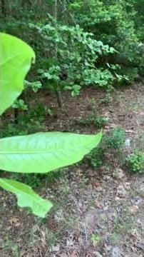 Tree id tips for 4 species