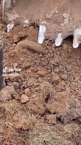 肺魚の謎を解明！AREA51ピクセルアップ