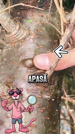 Tu știai ce beneficii are acest elixir?