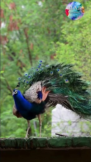 Peacock Calling 🦚 | Beautiful Peacock Sounds #shorts