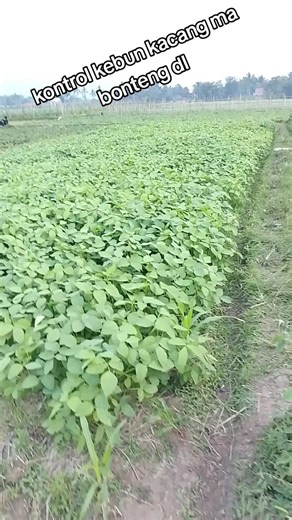 Abece grepe garden on TikTok