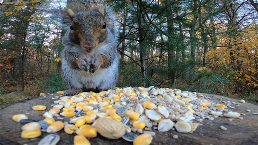 1.6K views · 175 reactions | Squirrels | Critter Cam | Facebook