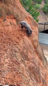 Amazing Pig Very Hungry #pig #boar #viral #short #wildboar #animal #pigfarmvideo #farmlife #wildlife#wildlife #nature #wildlifephotography #naturephotography #birds #photography #animals #bird #naturelovers #wild #anima | hhgfvbk