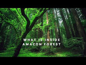 what is inside Amazon forest.