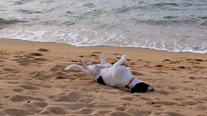 狗 宠物 哺乳动物 - Free video on Pixabay