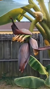 Wow naging diwata yong puso ng saging | Ronaldo Valino