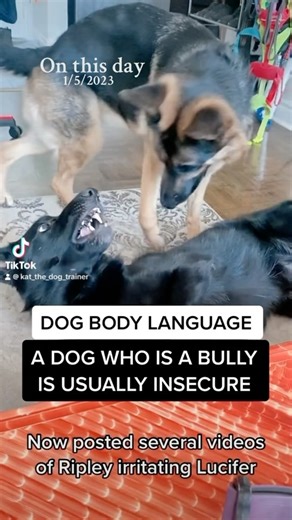 3.5K views · 613 reactions | Dog play breakdown . . #thetiredpooch #instadog #dogs #dogsofcanada #dogsoftoronto #dogtraining #dogtrainer #dogtrainersofinstagram #runyourdognotyourmouth #dogsofinstagram #happydog #obedience #doglover #dogsinthe6ix #ecollartraining #reactivedog #reactivedogsofinstagram #torontodogs #rescuedogsofinstagram #rescuedogs #toronto #balanceddogtraining #puppy #torontobarks #balanceddogtraining #balancedtrainer #dog | The Tired Pooch | Facebook