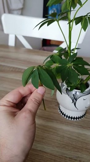 vlog thirty-something: Umbrella tree Schefflera (chiflera) propagation