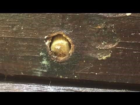 How To Fix and Plug Carpenter Bee Holes In Your Home