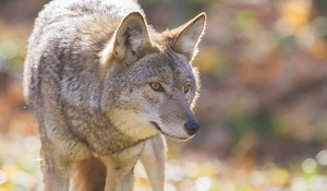Coyotes: Their Eco-Impact and Spread - Game & Fish
