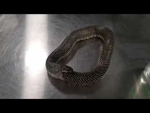 How to stop a snake from eating itself