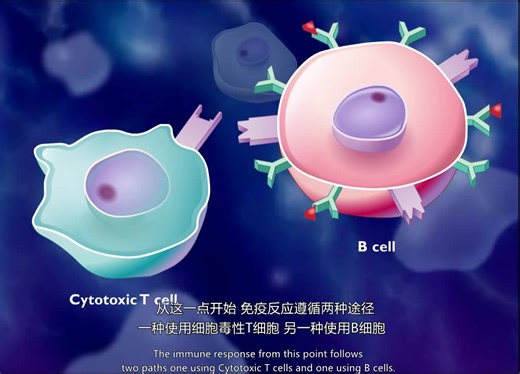 【双语字幕】免疫应答过程小动画（免疫学）