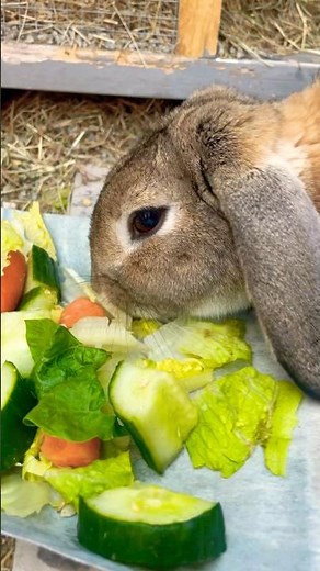 Bunny Rabbit 🐰 #nurseryrhymes #kidssongs #kidsvideo #singalong #children #kids #toddlers #rabbit