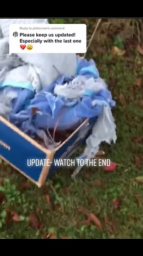 23 reactions | Reply to @pittiecrew Special thanks to Perfectly Imperfect Pups Rescue #rescue #thankyou #love #dogs #puppy #shelter # | Judith Coleman | Facebook