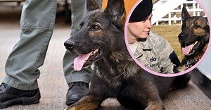 The Air Force Is Asking People To Adopt Their Retired Military Dogs