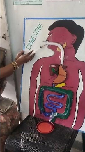 Digestive system project for science