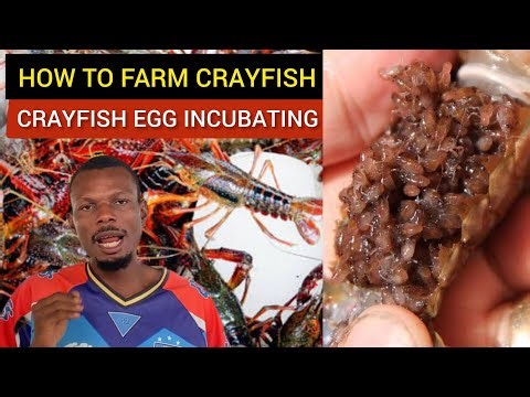How to farm crayfish and incubate crayfish eggs